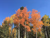 Aspen trees