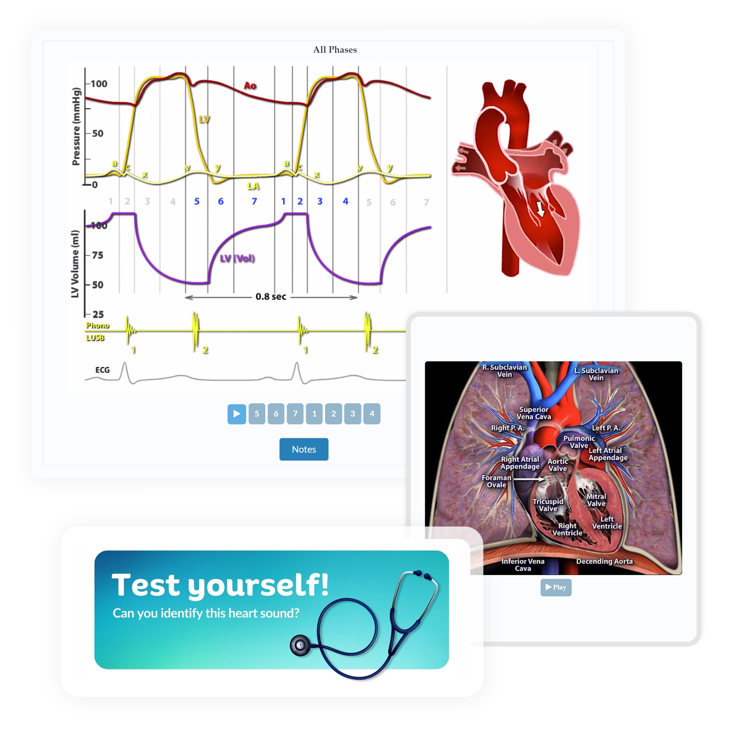 Scenes from inside heart sounds. Various heart illustrations and ecg charts