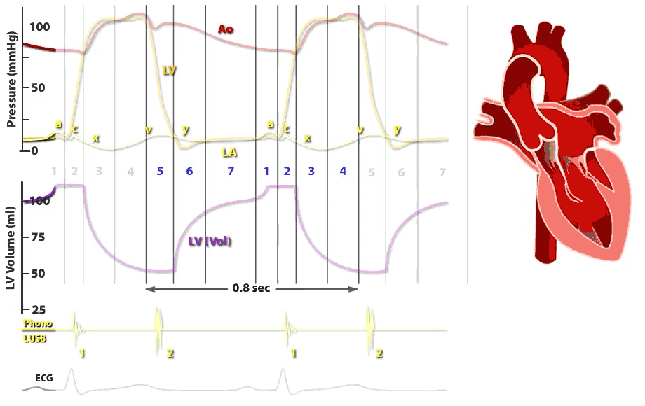 cardiac cycle animation