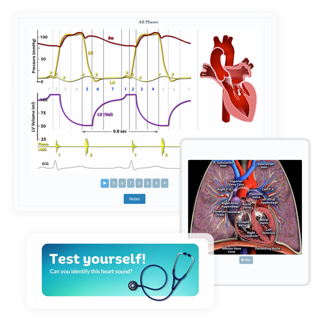 Scenes from inside heart sounds. Various heart illustrations and ecg charts