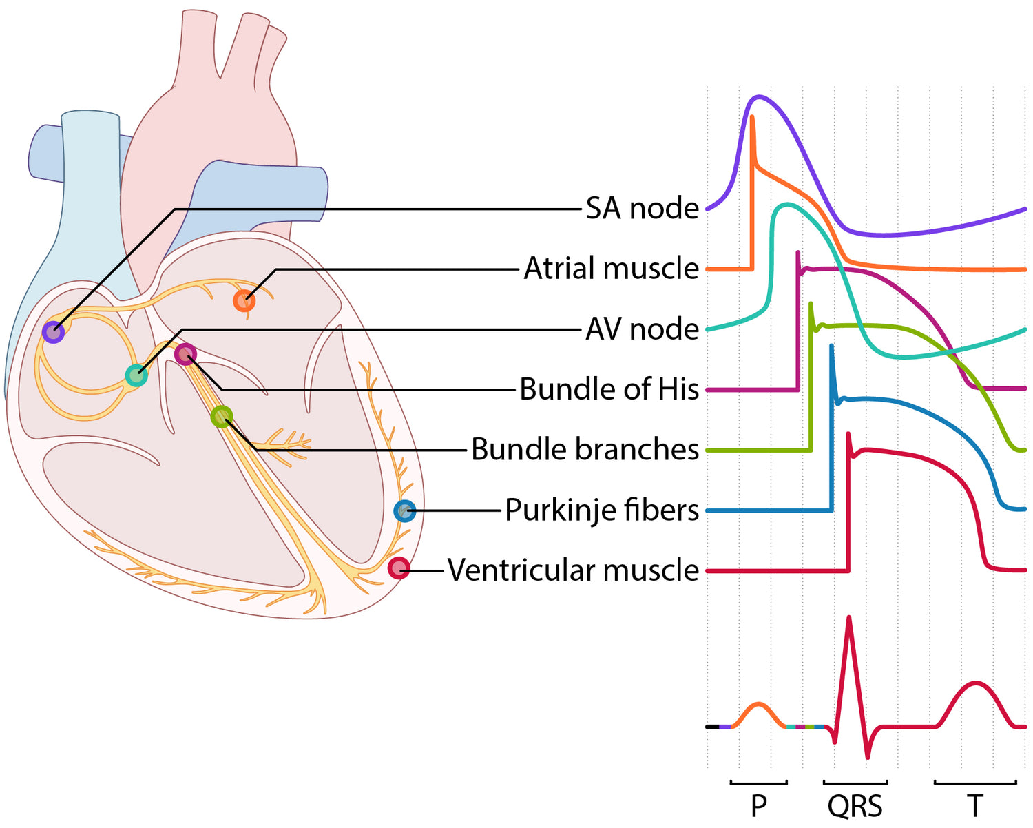 Cardiac action potentials